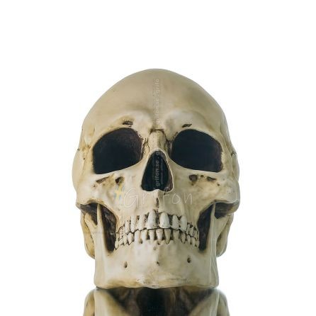 Skull 22x16cm Veronese Statue Modern Decorative Veronese 1 - grifon.se