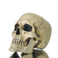 Skull 22x16cm Veronese Statue Modern Decorative Veronese 2 - grifon.se 