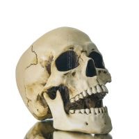 Skull 22x16cm Veronese Statue Modern Decorative Veronese 3 - grifon.se 